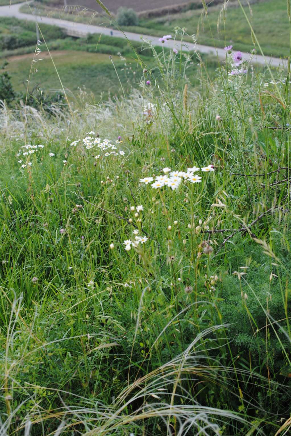 Tanacetum?