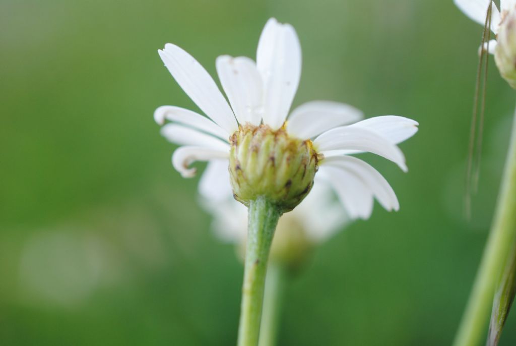 Tanacetum?