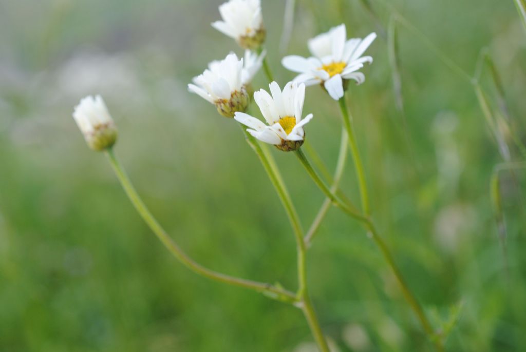 Tanacetum?