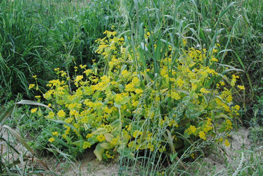 Buplerum lancifolium?