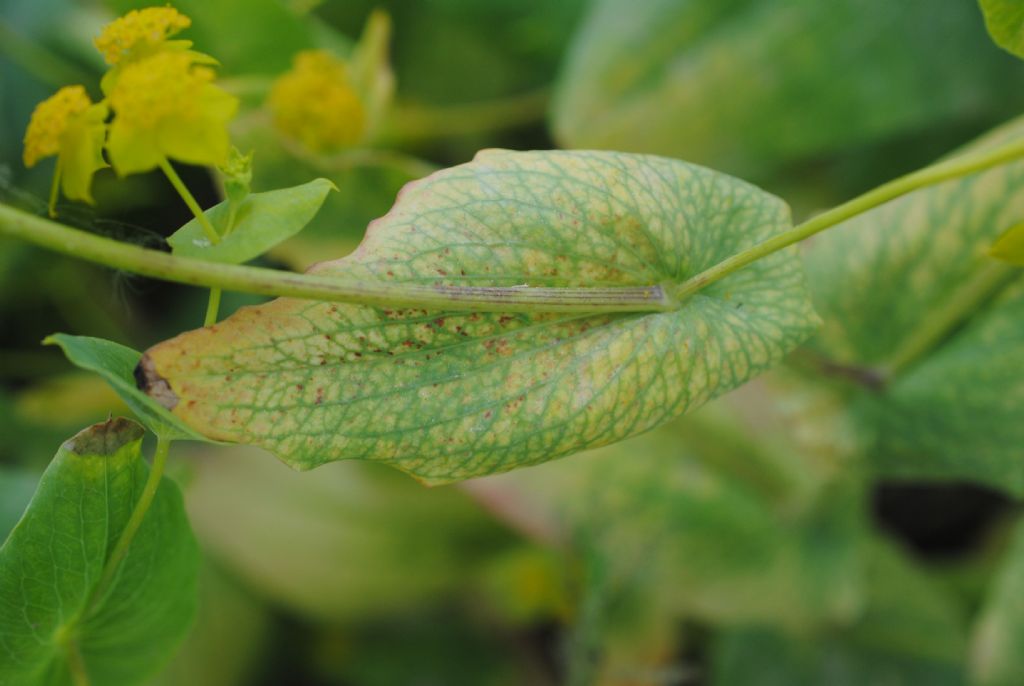 Buplerum lancifolium?