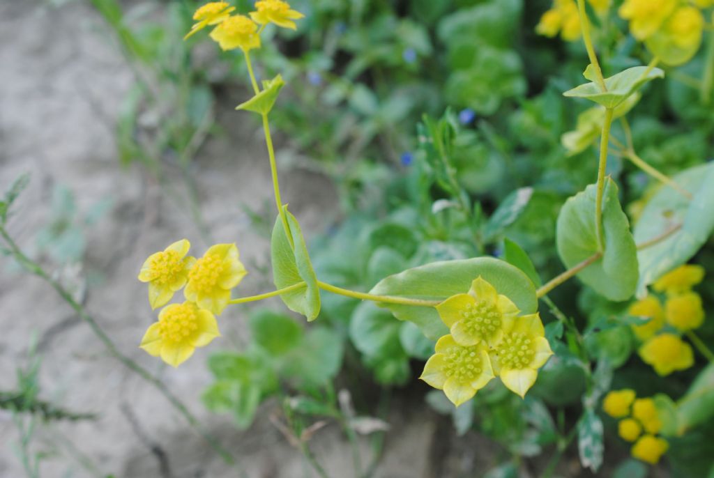 Buplerum lancifolium?