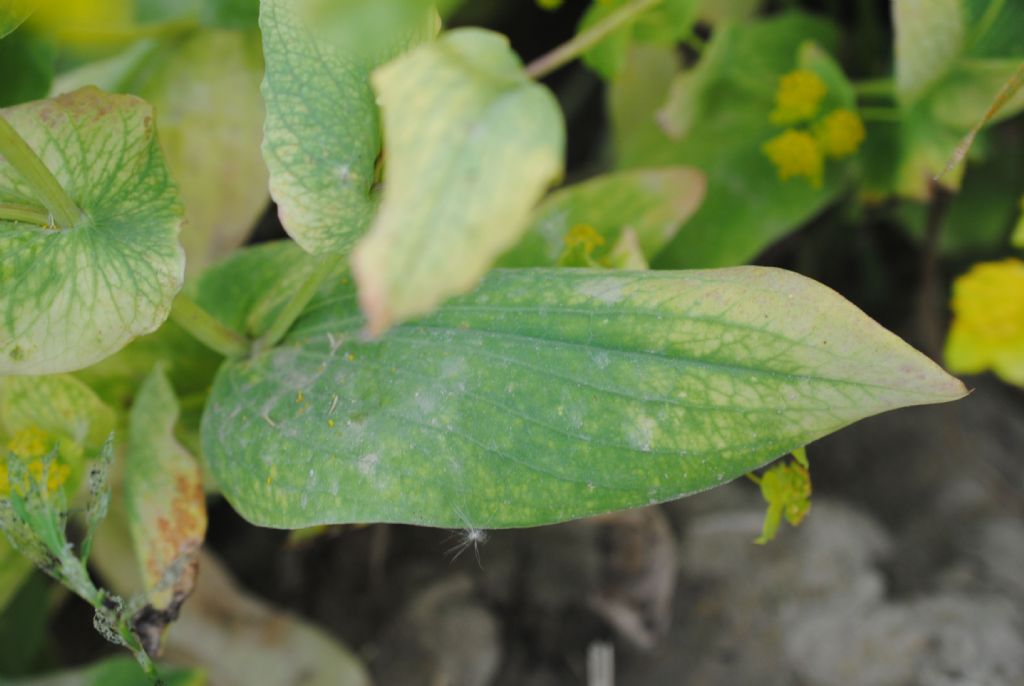 Buplerum lancifolium?