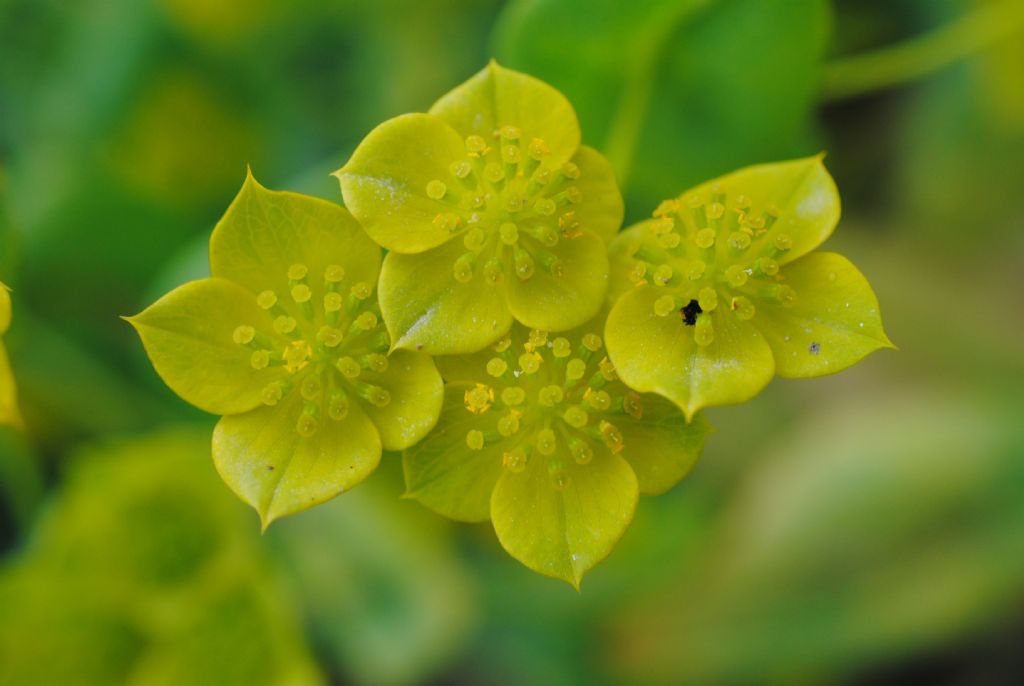 Buplerum lancifolium?