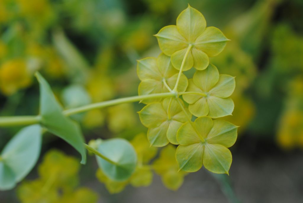 Buplerum lancifolium?