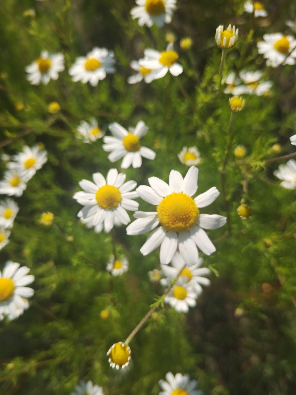 Anthemis?