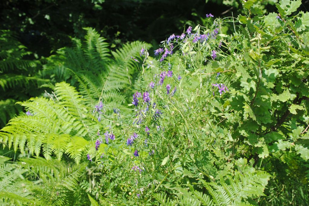 Vicia, diffusissima.