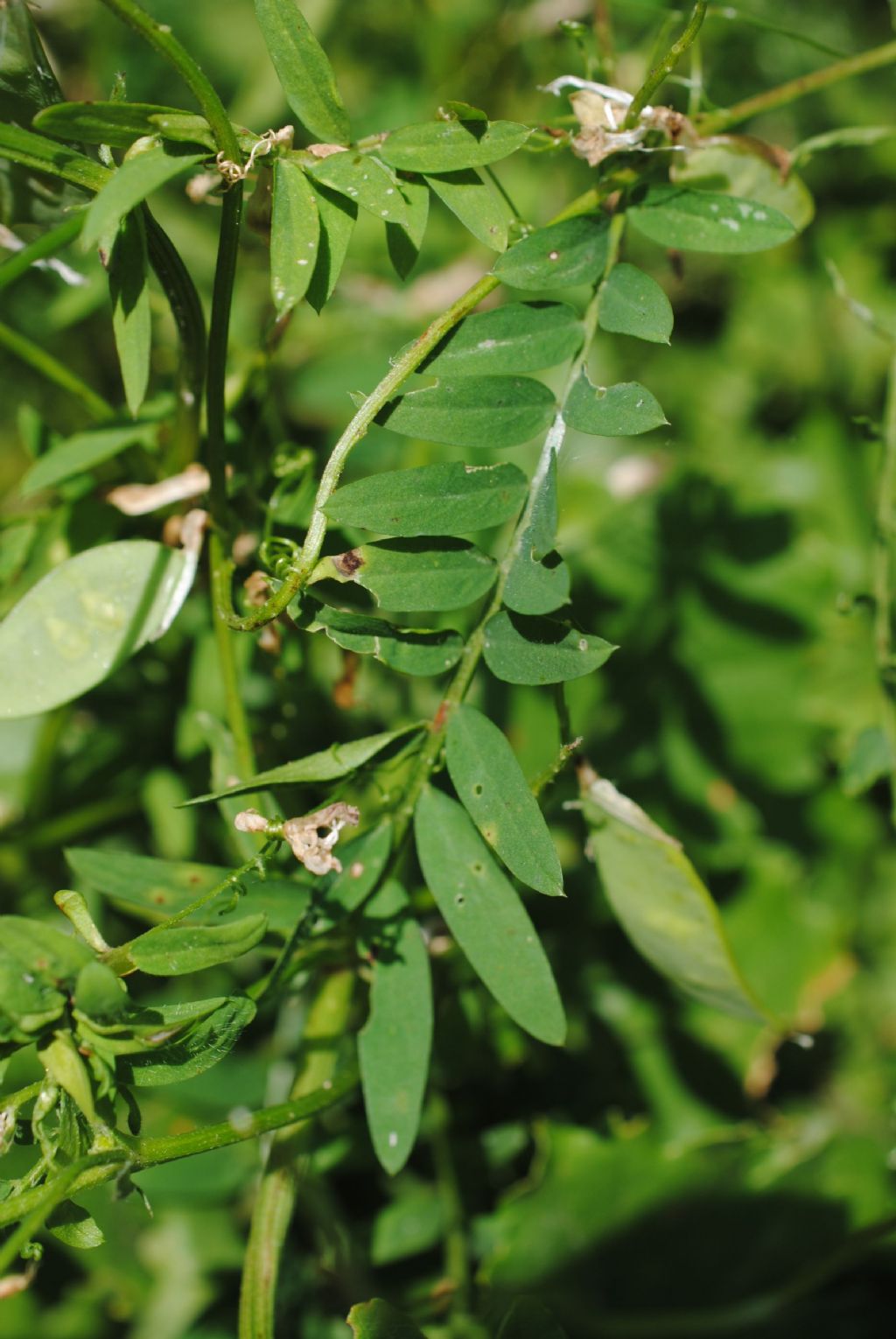 Vicia, diffusissima.