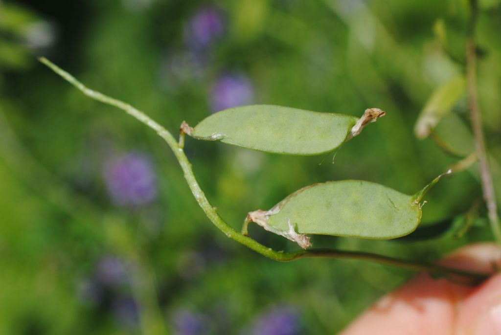 Vicia, diffusissima.