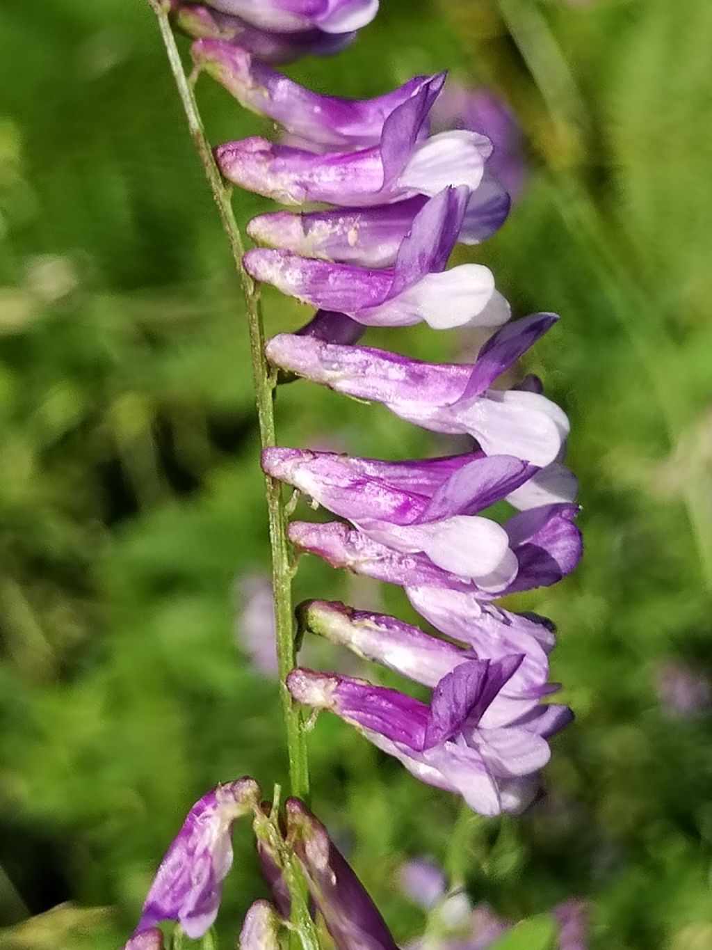 Vicia, diffusissima.