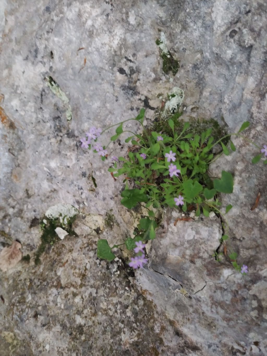 Erinus alpinus...condivido con voi