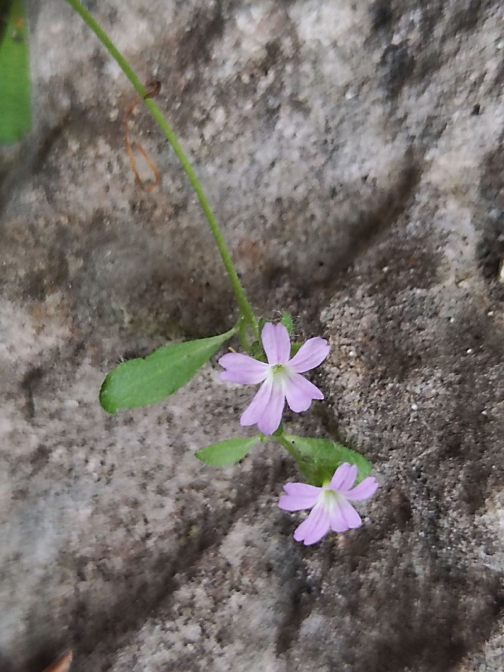 Erinus alpinus...condivido con voi