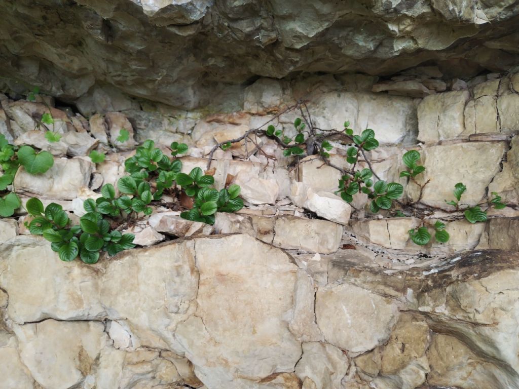Salix sulla Majella