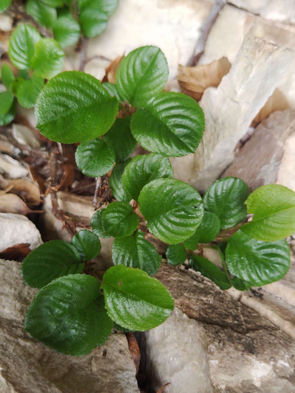 Salix sulla Majella