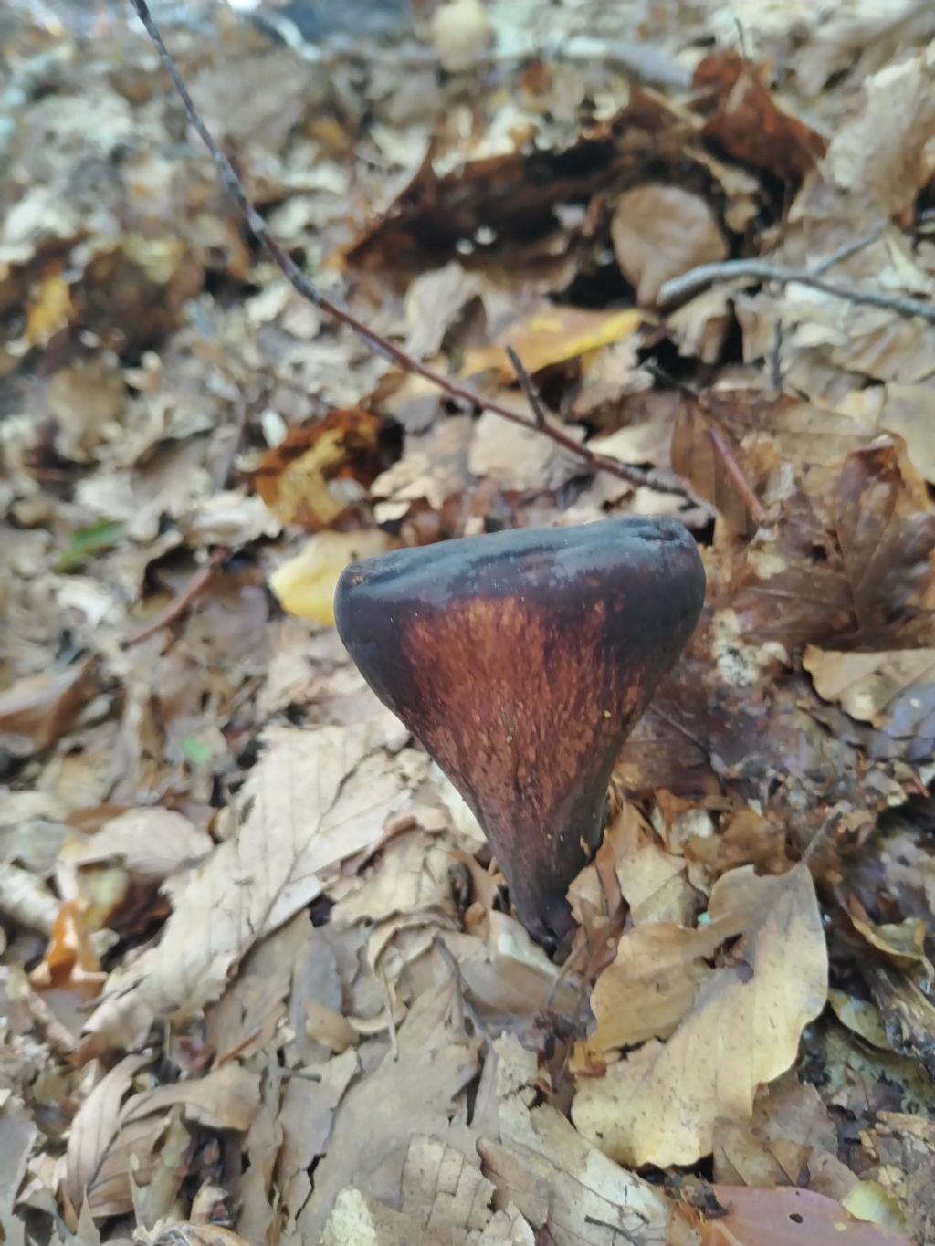 Fungo in faggeta