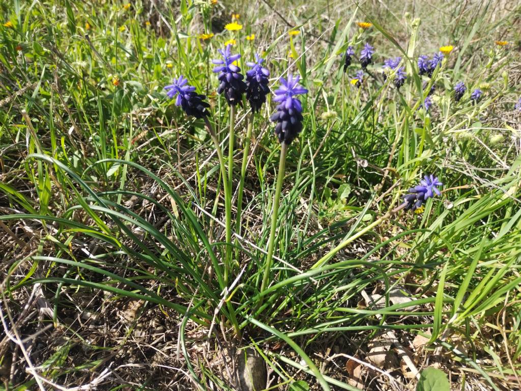 Quale Muscari,?? Neglectum????