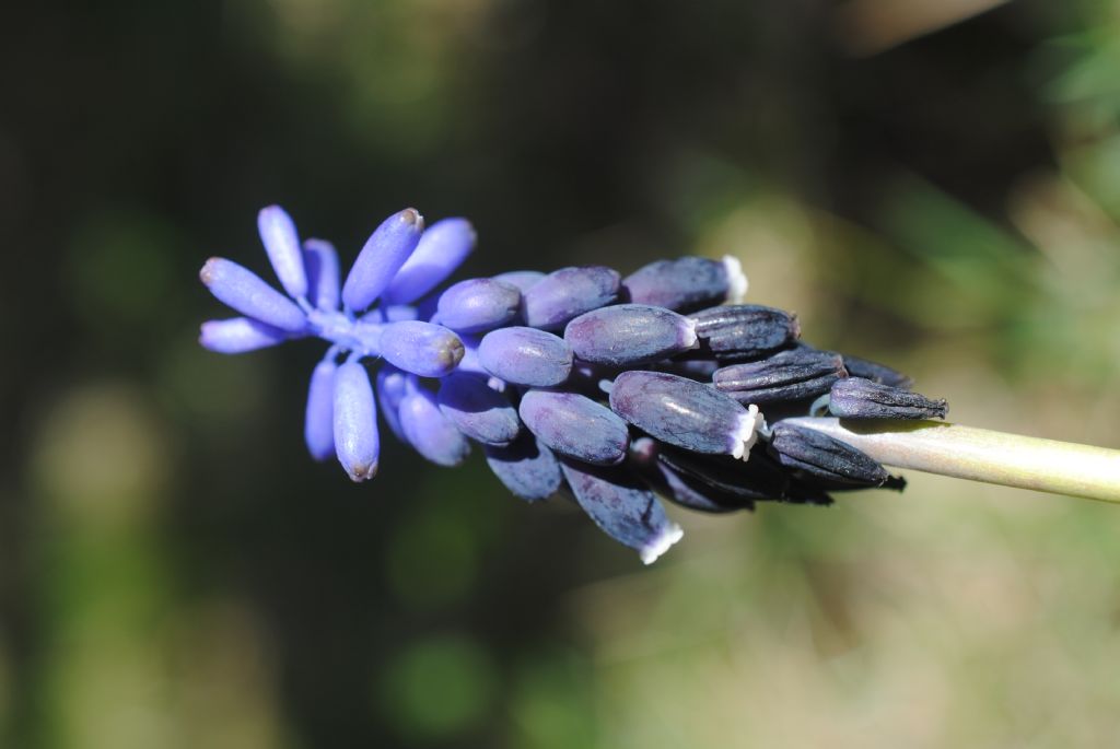 Quale Muscari,?? Neglectum????