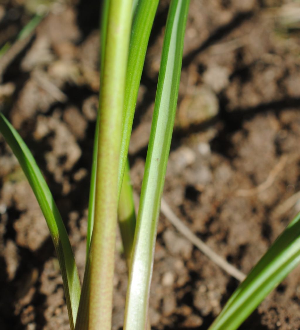 Quale Muscari,?? Neglectum????