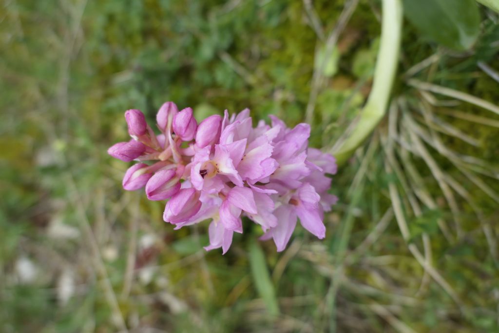 Orchidea da determinare