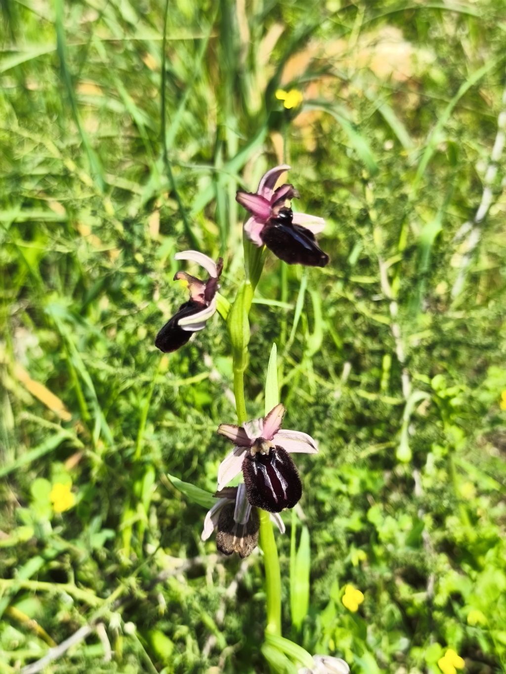 Ophrys??
