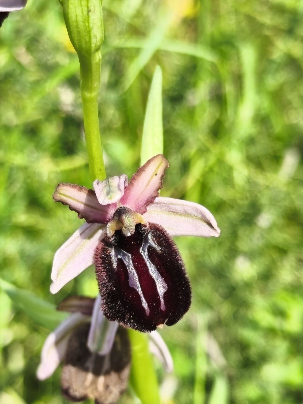 Ophrys??