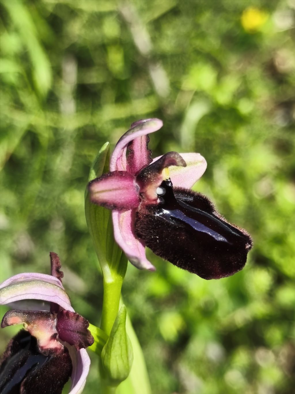 Ophrys??