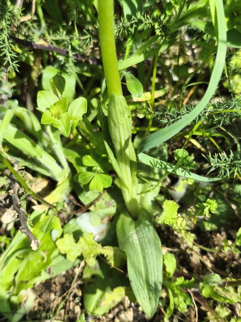 Ophrys??
