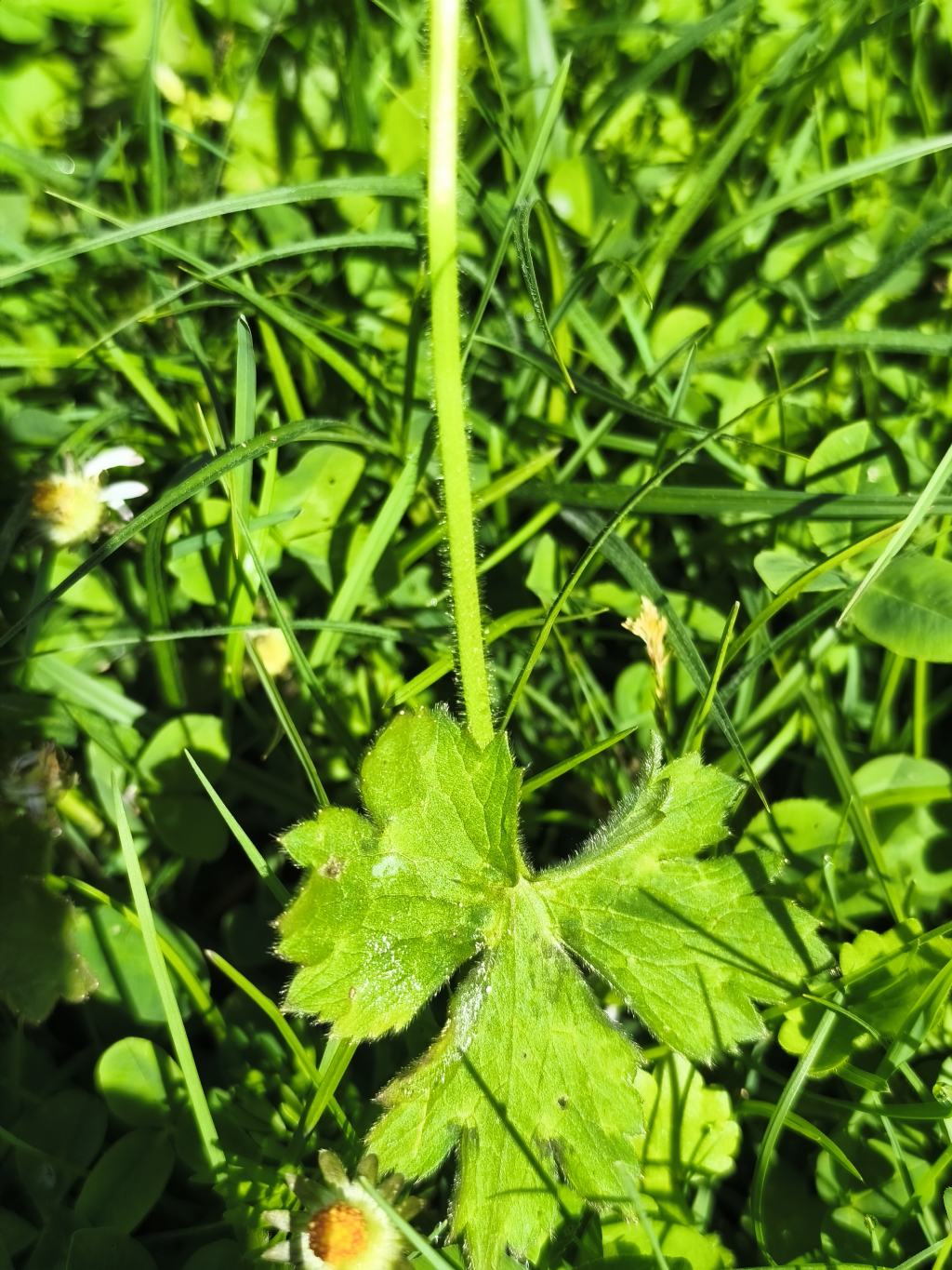 Quale Ranunculus?