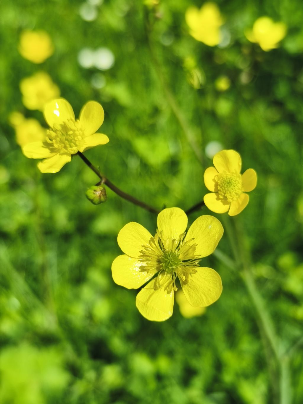 Quale Ranunculus?