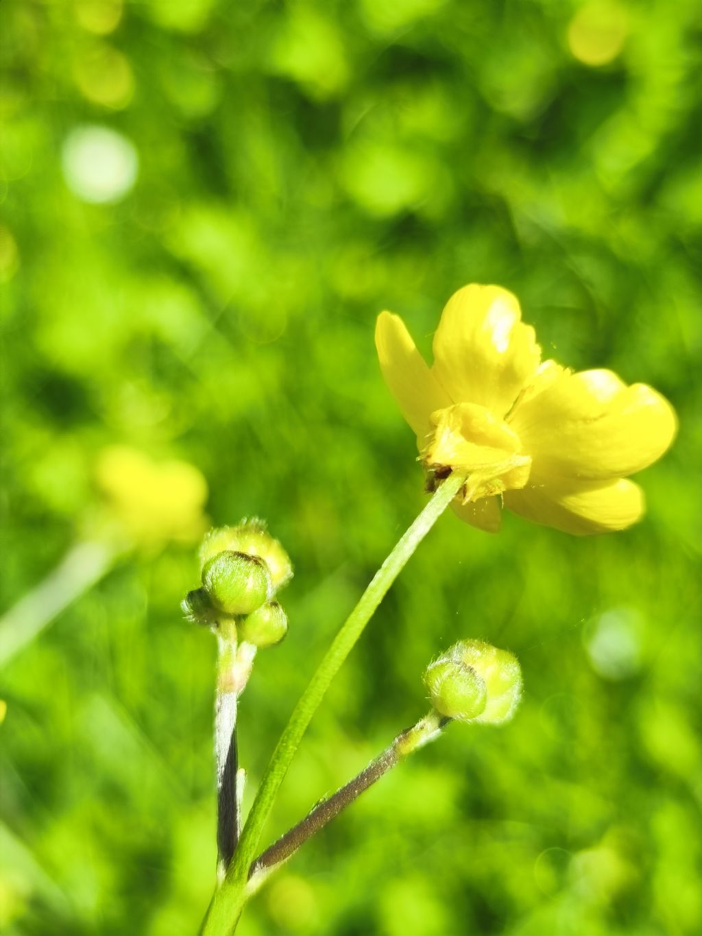 Quale Ranunculus?