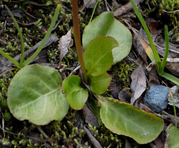 Pyrola minor