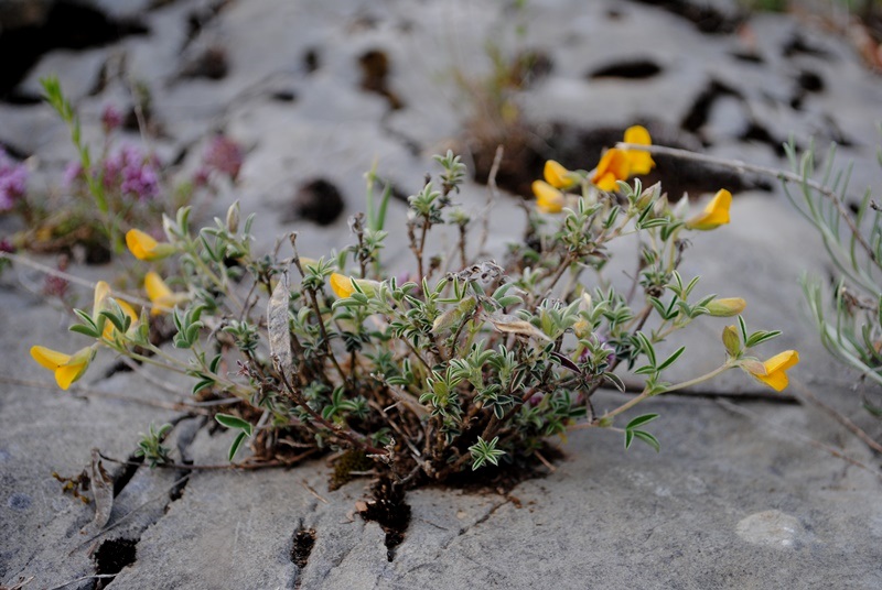 Argyrolobium zanonii / Citiso argenteo