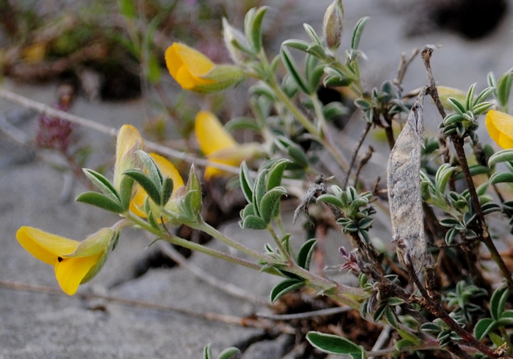 Argyrolobium zanonii / Citiso argenteo