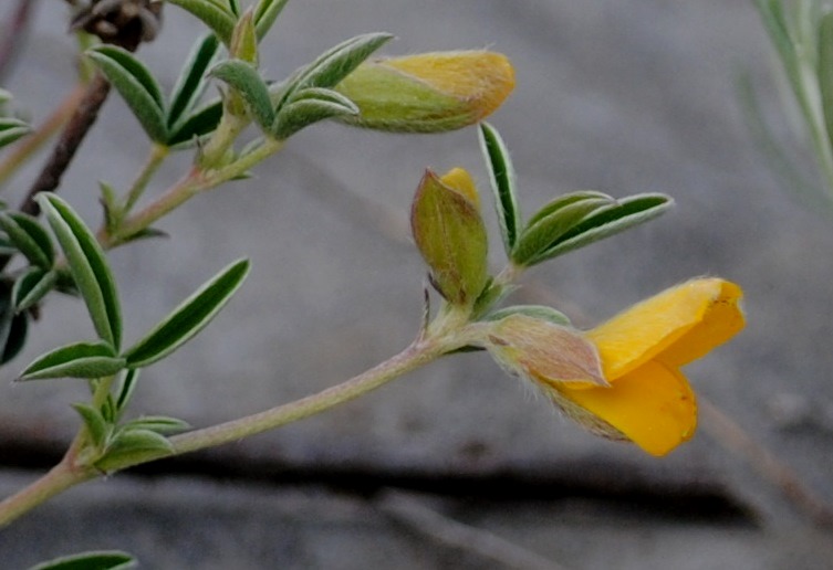 Argyrolobium zanonii / Citiso argenteo