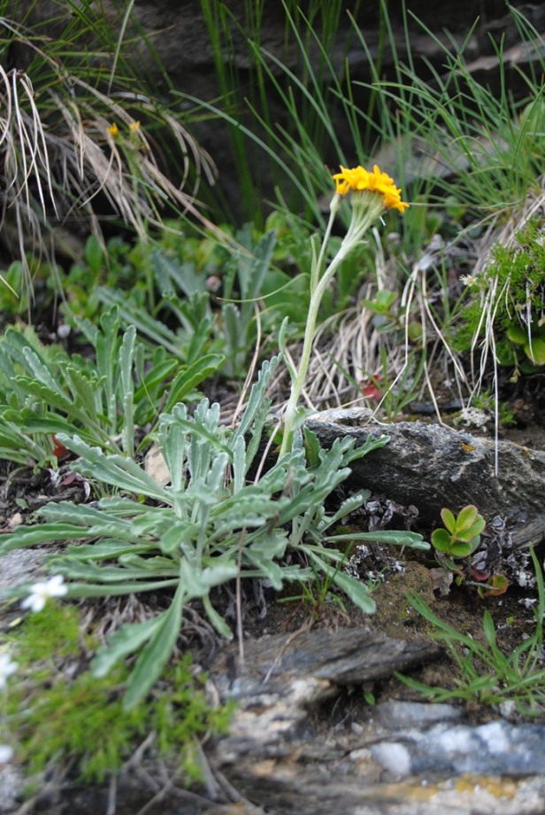 Jacobaea incana (=Senecio incanus) / Senecione biancheggiante