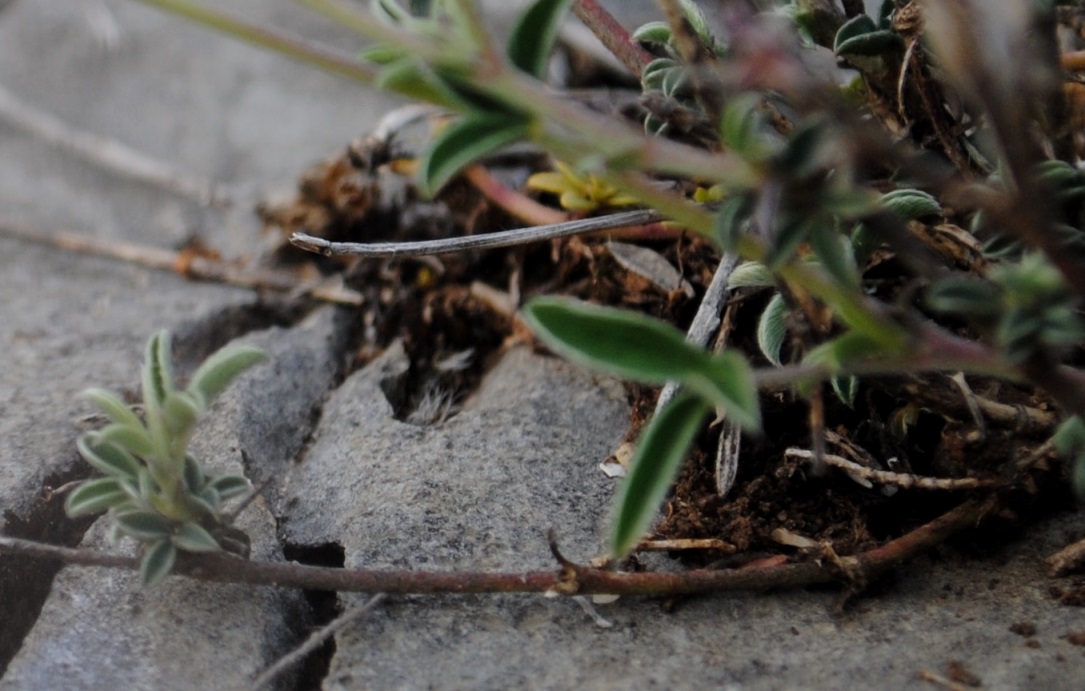 Argyrolobium zanonii / Citiso argenteo