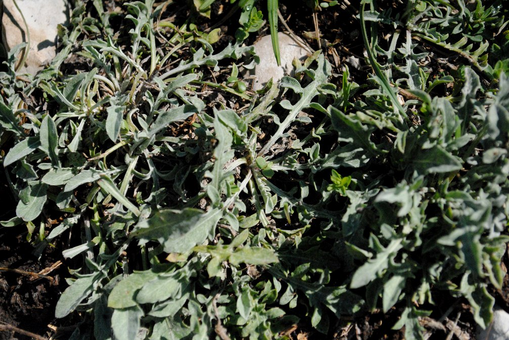 Centaurea tenoreana / Fiordaliso della Majella