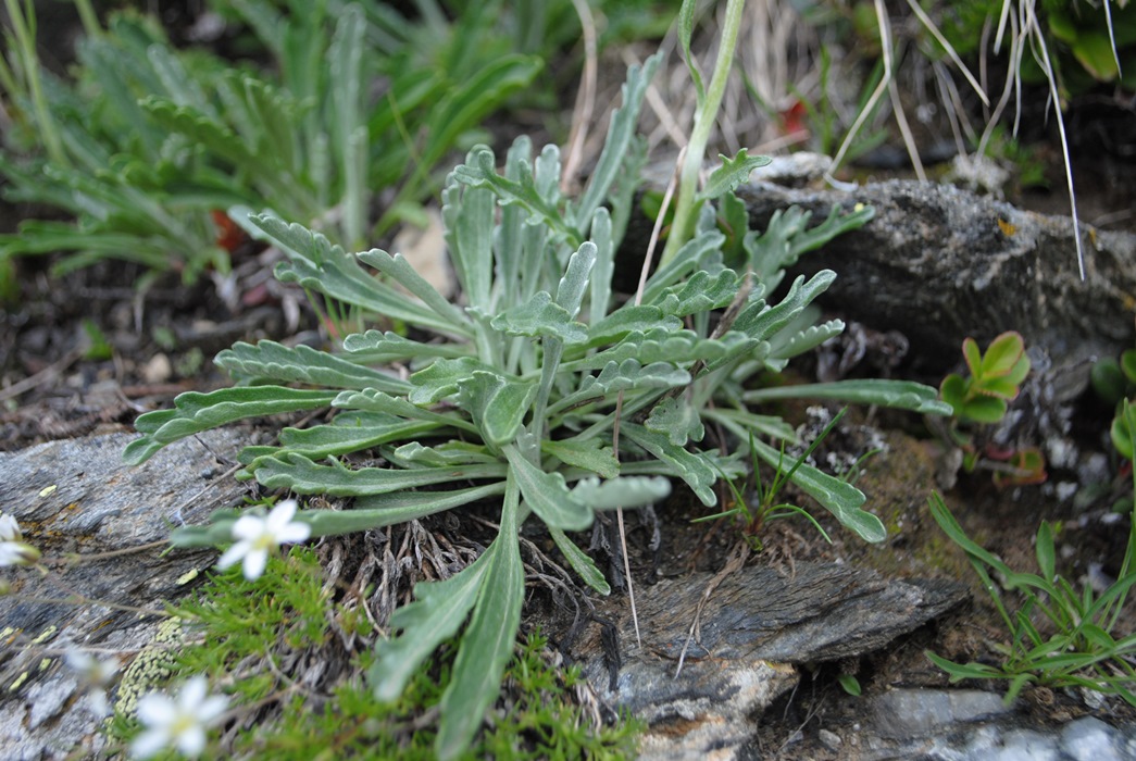 Jacobaea incana (=Senecio incanus) / Senecione biancheggiante