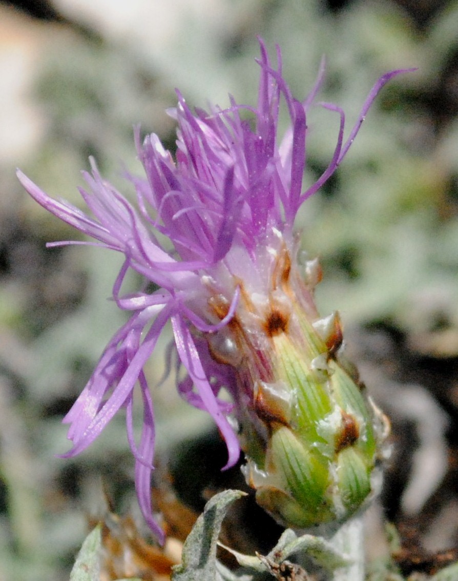 Centaurea tenoreana / Fiordaliso della Majella
