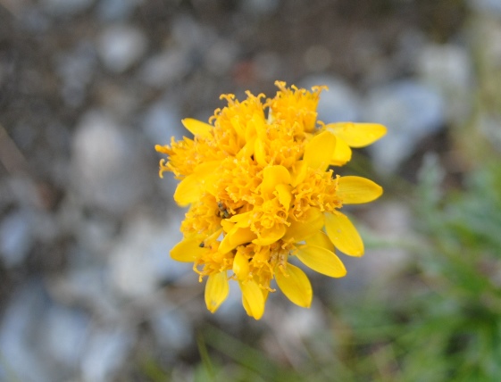 Jacobaea incana (=Senecio incanus) / Senecione biancheggiante
