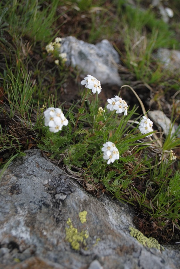 Achillea erba-rotta subsp. moschata (=A,moschata) / Millefoglio del granito