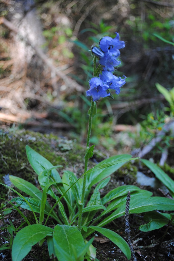 Meribel Alpi Francesi 2 - Campanula barbata