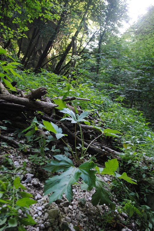 Heracleum sibiricum subsp. ternatum  / Panace ternato