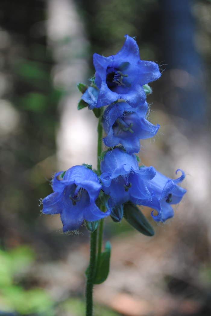 Meribel Alpi Francesi 2 - Campanula barbata