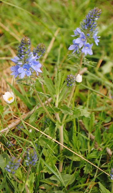 Veronica orsiniana?