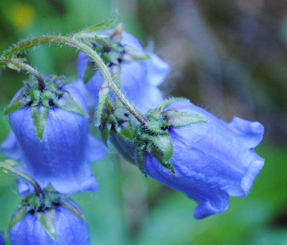 Meribel Alpi Francesi 2 - Campanula barbata