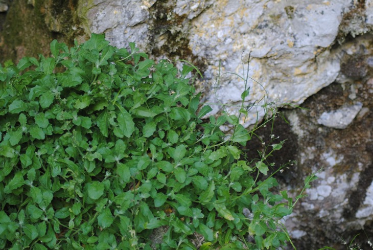 Arabis alpina