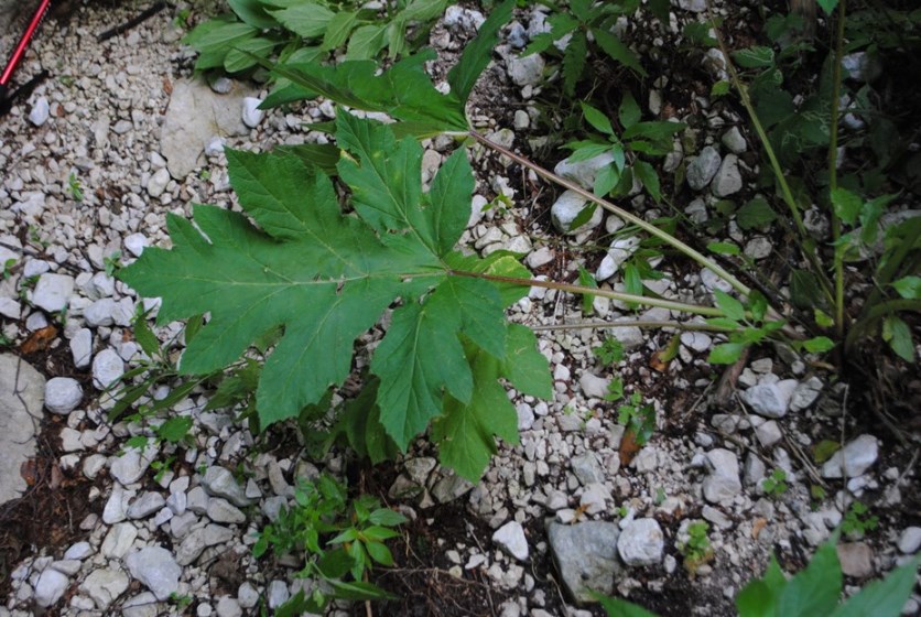 Heracleum sibiricum subsp. ternatum  / Panace ternato