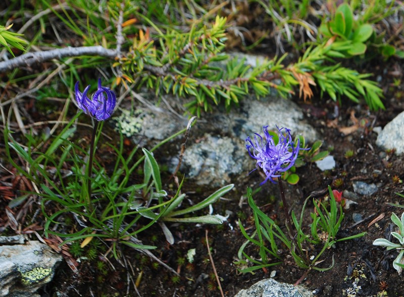 Phyteuma hemisphaericum