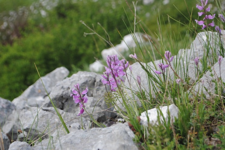 Polygala major / Poligala maggiore